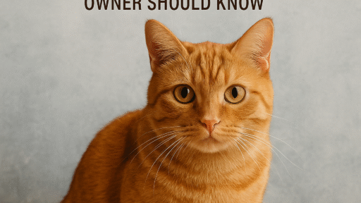 Orange cat sitting behind a plate of raw meat, with text above stating Raw Food Diet for Cats: A Complete Guide to Benefits, Risks, and What Every Cat Owner Should Know.
